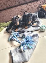 ruwhaar dwergteckel pups! GERESERVEERD., Parvo, 8 tot 15 weken, Meerdere, Nederland