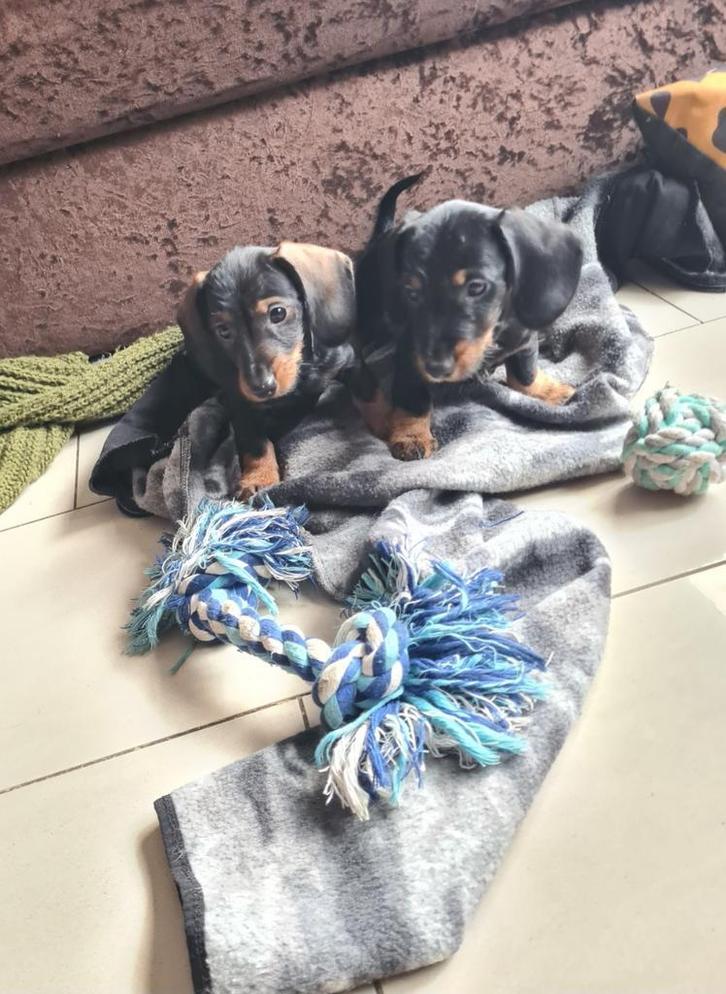 ruwhaar dwergteckel pups! GERESERVEERD., Dieren en Toebehoren, Honden | Teckels en Dashonden, Meerdere, CDV (hondenziekte), HCC (leverziekte)