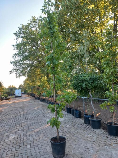 Liquidambar Styraciflua SlenderSilhouette Zuilamberboom, Tuin en Terras, Planten | Bomen, Ophalen