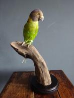 Plum-headed parakeet Taxidermie volledige montage -, Nieuw