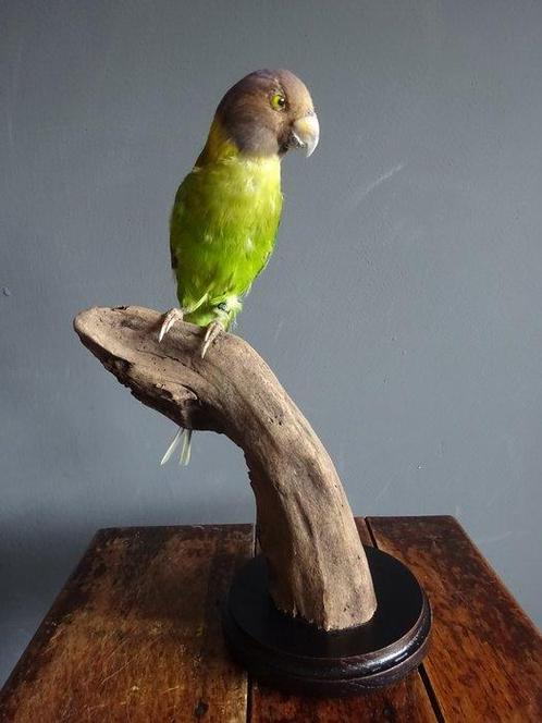 Plum-headed parakeet Taxidermie volledige montage -, Verzamelen, Dierenverzamelingen