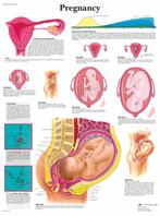 Anatomie poster zwangerschap (50x67 cm) + ophangsysteem, Nieuw, Verzenden