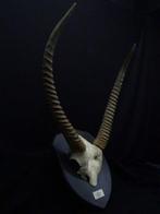 Waterbok Schedel - Kobus ellipsiprymnus defassa - 42 cm - 58, Nieuw