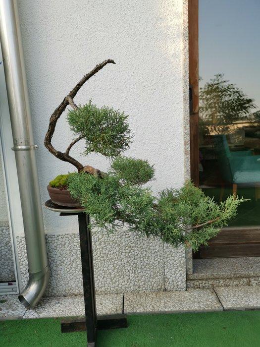 Jeneverbes bonsai (Juniperus) - Hoogte (boom): 50 cm -, Antiek en Kunst, Curiosa en Brocante