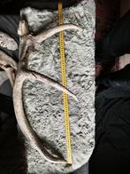 Hert - Fossiel bot (Zonder minimumprijs)