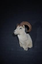 NO RESERVE PRICE - Dall Sheep Shoulder-mount Taxidermie, Nieuw