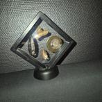 Fossiel - Fossiele tand - Bijzondere set van 4unieke