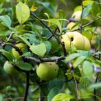 Wilde Appelboom - Malus Sylvestris (Kale Wortel) - 175-200cm, Tuin en Terras, Ophalen of Verzenden, 100 tot 250 cm