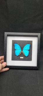 Butterflies Guyana Morpho specimen farm (22X22 cm ) - -, Verzamelen, Dierenverzamelingen, Nieuw