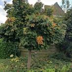 Woning te huur in Zaltbommel - 80 m² - 2 kamer(s) - 2 kamers, Overige soorten, Zaltbommel, Gelderland