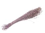Lino Grass Vlas Linum Bundel Pink 100 gr   droogbloemen, Hobby en Vrije tijd, Ophalen of Verzenden, Nieuw