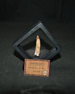 Pterosaurus - Fossiele tand - Posible Coloborhynchus,