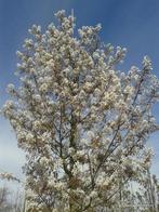 Krentenboom op stam | hoogte 300 cm | pot geteeld, Tuin en Terras, Planten | Bomen