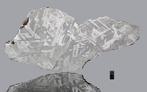 Seymchan meteoriet Plak - 1014 g - (1), Verzamelen, Mineralen en Fossielen
