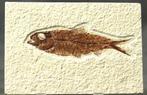 Uitstekende fossiele vis - Gefossiliseerd dier - Knightia, Verzamelen, Mineralen en Fossielen