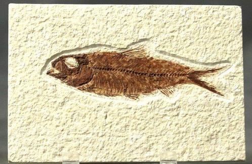 Uitstekende fossiele vis - Gefossiliseerd dier - Knightia, Verzamelen, Mineralen en Fossielen