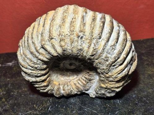 Ammoniet Pantser - Ammonoidea - 10 cm - 13 cm - 5 cm - 1, Verzamelen, Dierenverzamelingen
