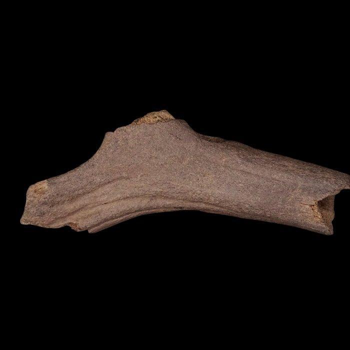 Neolithisch Zeer zeldzaam met houten bijl en hamer gesneden, Antiek en Kunst, Antiek | Overige Antiek