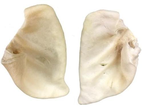 Honingoren 1 stuk, Dieren en Toebehoren, Dierenvoeding