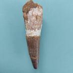 Dinosaurus - Fossiele tand - Spinosaurus aegyptiacus - 85 mm