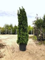 2x Koningsconifeer Thuja Smaragd, Solitair, Wintergroen, Nieuw