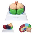 Anatomie model hersenen gebieden van Brodmann, Nieuw, Verzenden