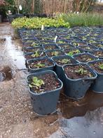 Brunnera macrophylla Jack Frost 2liter, Ophalen