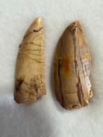 Dinosaurus - Fossiele tand - Carcharodontosaurio - 2 cm - 0