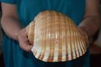 Zeeslak Zeeschelp - TONNA AMPULACEA (Zonder Minimumprijs), Nieuw