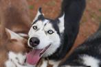 Verschillende mooie Huskies uit het asiel ter adoptie!, Handelaar, Buitenland, Parvo, Poolhond