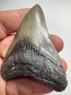Haai - Fossiele tand - Megalodon (Zonder Minimumprijs)