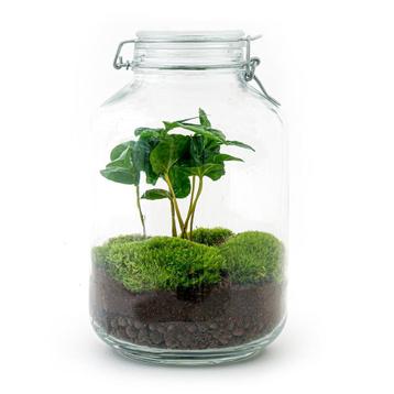 DIY terrarium - Jar - Coffea Arabica -  28 cm - Normal Jar beschikbaar voor biedingen