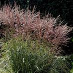 Miscanthus sin. ‘Ferner Osten’ - Potmaat 2 liter, Ophalen of Verzenden