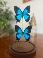 Vlinder Taxidermie volledige montage - Papilio ulysses, Verzamelen, Dierenverzamelingen, Nieuw