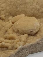 Krab - Fossiel skelet - 100 mm - 95 mm (Zonder Minimumprijs)