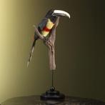 Zwartnekarassari Taxidermie Opgezette Dieren By Max, Verzamelen, Ophalen of Verzenden, Nieuw, Vogel, Opgezet dier