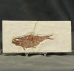 Leuke fossiele vis - Gefossiliseerd dier - Knightia eocena (, Verzamelen, Mineralen en Fossielen