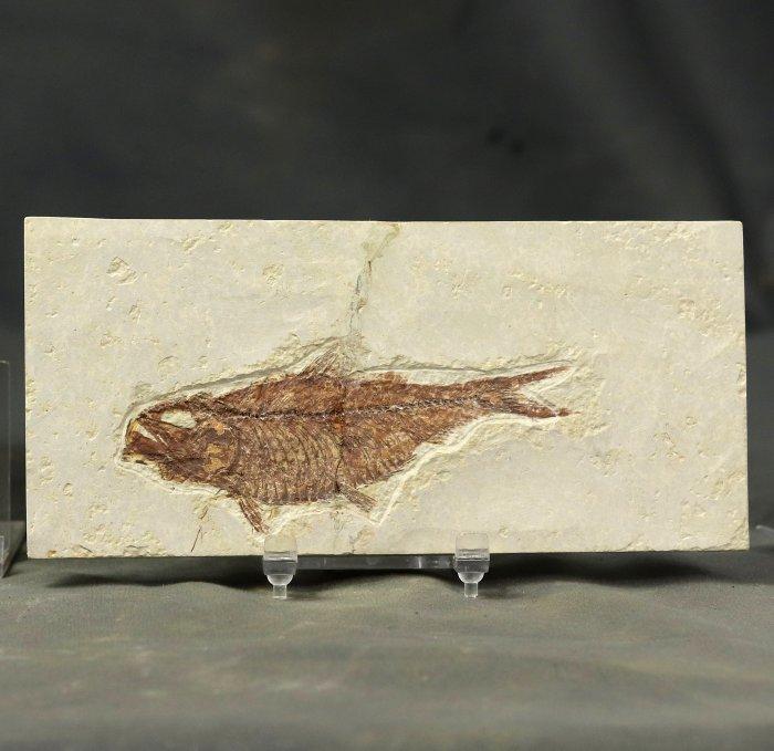 Leuke fossiele vis - Gefossiliseerd dier - Knightia eocena (, Verzamelen, Mineralen en Fossielen