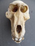 Baviaan Schedel - Papio anubis - with proof of legal origin, Verzamelen, Nieuw