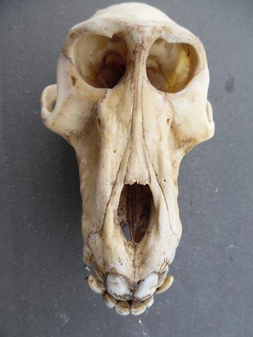 Baviaan Schedel - Papio anubis - with proof of legal origin, Verzamelen, Dierenverzamelingen