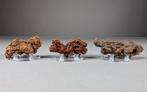 Fossiele uitwerpselen (coproliet) - Fossiel fragment -