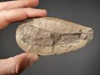 Fossiele spons - deel en tegenhanger - Fossiele matrix -, Verzamelen, Mineralen en Fossielen