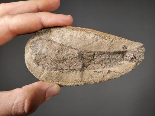Fossiele spons - deel en tegenhanger - Fossiele matrix -, Verzamelen, Mineralen en Fossielen
