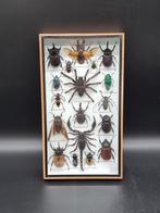 Lijst- met exotische echte insecten  - Glas, Hout