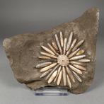 Zee-egel - Fossiele matrix - Asterocidaris Bistriata - 18 cm, Verzamelen, Dierenverzamelingen, Nieuw
