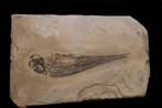 Vis - Fossiele schedel - Saurichthys - 13.5 cm - 8.2 cm