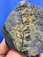 Prachtig fossiel van een Carboon-plant - Gefossiliseerde, Verzamelen