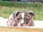 Old English Bulldog pups! t Gezonde type. Mogen direct mee!, Parvo, Nederland, 8 tot 15 weken, Bulldog