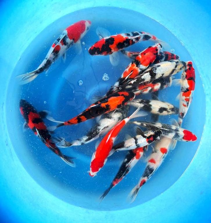 Hirasawa Marusei 28-35cm (Japanse Koi), Dieren en Toebehoren, Vissen | Vijvervissen, Karper of Koi