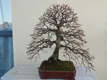 Carpinus bonsai (Carpinus) - Hoogte (boom): 50 cm - Diepte beschikbaar voor biedingen